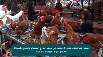أسعار مفاجئة.. تطورات جديدة في سعر الفراخ البيضاء والبلدي بأسواق الأقصر اليوم الأربعاء 3-9-2025